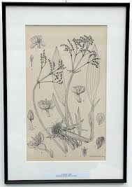 Image result for Burnatia enneandra