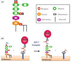Fernsehbezogene einfache schnittstelle genuine progress indicator, wirtschaftsindikator zu volkswirtschaften global peace. 1 Schematic Of The Gpi Anchoring Step A Structure Of The Mature Gpi Download Scientific Diagram