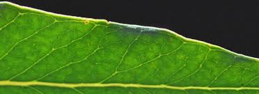 Image result for Faurea saligna