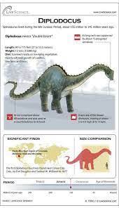 Diplodocus Diplodocus Dinosaur Facts Dinosaur