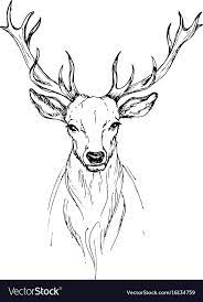 Sketch By Pen Head Noble Deer Front View Vector Image Affiliate Head Noble Sketch Pen Ad Animal Sketches Deer Drawing Deer Art
