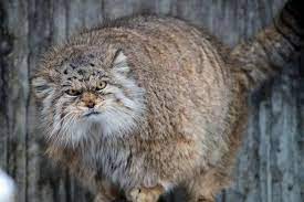 Манул — животное размером с домашнюю кошку: Manul Opisanie Foto Uhod Harakter Cena Kisa Su