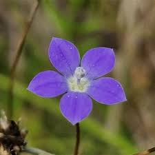 Image result for Wahlenbergia pulchella
