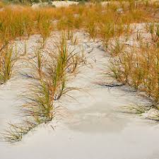 Image result for Ficinia