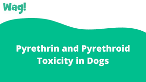 Pyrethrin And Pyrethroid Toxicity In Dogs Wag Youtube