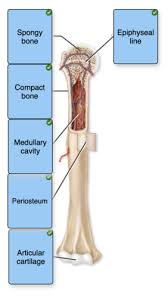 Long bones have a thick outside layer of compact bone and an inner medullary cavity containing bone marrow. Chapter 7 Study Set Flashcards Quizlet