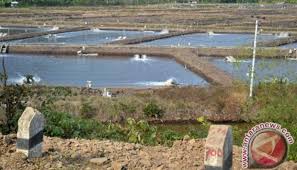 Franchise Tambak Udang Jadi Alternatif Bisnis Budi Daya Teras Id