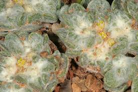 Image result for Galeomma