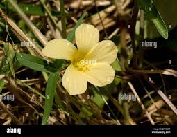 Image result for Hibiscus sidiformis