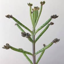 Suculenta Kalanchoe In 2020 Plants Cactus