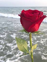 آبيات شعر In 2021 Plants Rose Flowers