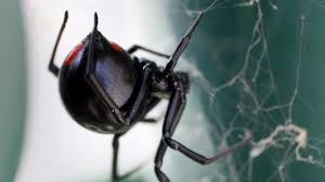 There is an antivenin for such. The Most Dangerous Spiders Found In Canada And What You Need To Know Ctv News