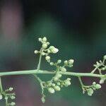 Image result for Sorindeia juglandifolia