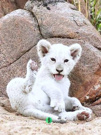 The white lion is a rare colour mutation of the lion, specifically the  Southern African lion. How will two lion sister cubs be able to fight for  survival in the wilderness? Watch