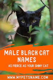 Black Male Cat Names Male Black Cat Names Male Pet Names Cat Names