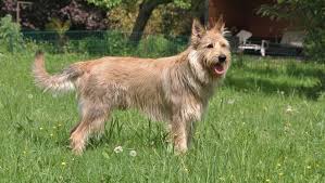 And to act as a guide for judges. Berger Picard Picardy Shepherd Dog Breed Info Images Videos Faqs