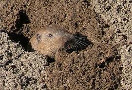 Gophers can be a serious threat in home gardens. Gophers In My Garden Now What Networx