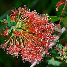 Image result for Melaleuca hypericifolia
