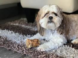 Check spelling or type a new query. 30 Special Shih Tzu Mixes The Ultimate Shih Tzu Mix Guide