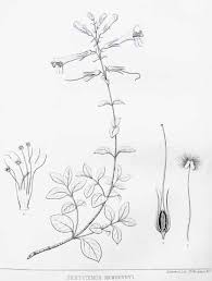 Journal of the Native Plant Society of Oregon