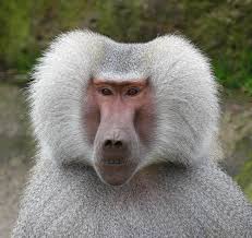 Hamadryas Baboon Leader By Margaret Saheed Baboon Unique Animals Animals