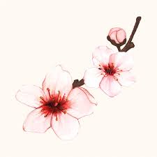 Hand Drawn Cherry Blossom Flower Isolated Free Image By Rawpixel Com Aum Blossom Tree Tattoo Cherry Blossom Art Cherry Blossom Watercolor