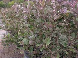 Image result for Vitex trifolia