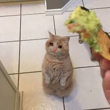 Magnificent shot of a family of lions sitting on the savannah on safari at the serengeti tanzania. Sad Cat Can I Lick A Sip Of Salsa Sadcats