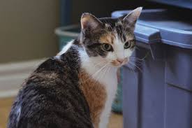 All the sudden we noticed the cat was weaving and then. Can Cats Eat Peanuts Reddit