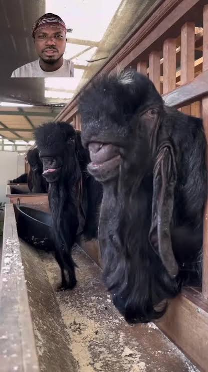 Have you heard of Damascus goats? | damascus goats | TikTok