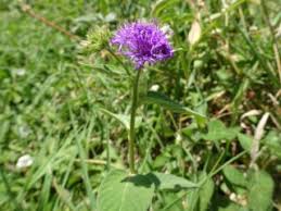 Image result for Gutenbergia cordifolia