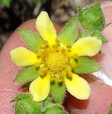 Image result for Platylepis glandulosa