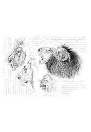 Marcello Art 56 Male Lion
