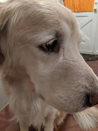 A popular job for goldens is that of guide dog. My 10 Year Old Dog S Face Is Turning White Notinteresting