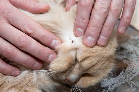 Cara meghilangkan kutu kucing sama dengan cara menghilangkan kutu pada diri manusia, yaitu dengan menggunakan obat khusus untuk mengusir kutu. 13 Cara Untuk Menghapuskan Pelbagai Jenis Kutu Dan Telurnya Iproperty Com My