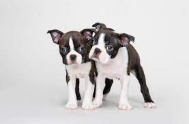 Male Vs Female Boston Terrier Which Is Better