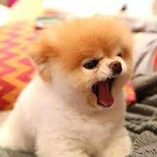 boo the pomeranian kopek pomeranian yavrusu evcil hayvanlar