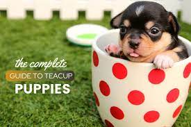 Teacup Dog Guide Price Cost By Breed Ownership Health Facts Faqs Canine Bible