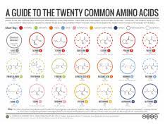 20 Common Amino Acids Png A Guide To The Twenty Common