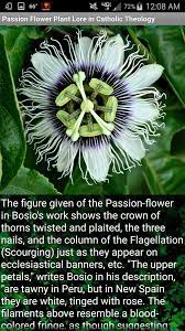 This App Contains The Lore Of The Passion Flower Or Passiflora Maypops Described By Catholic Theologians And Jes Passion Flower Passion Flower Plant Passion