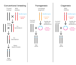 The introduction of a transgene, in a process known as transgenesis, has the potential to change the phenotype of an organism. Cisgenesis Wikipedia