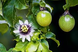 The passion fruit grows on a vigorous, climbing vine that can grow up to 20 feet with support. Tips For Growing Passionfruit Passion Fruit Vine Passion Fruit Plant Edible Garden