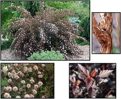 Spring foliage emerges a sunny orange color and matures to sparkling burgundy. Summer Wine Ninebark Hinsdale Nurseries