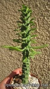 Image result for Monadenium friesii