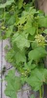 Image result for Malva verticillata