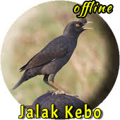 Khas nya burung ini sangat ketara saat kita para kicau mania mulai mendengarkan merdunya kicauan jalak kebo. Jalak Kebo Gacor Mp3 Offline 1 0 1 Apk Com Miracle Master Kicau Terbaik Terbaru Suara Burung Jalak Kebo Gacor Ngerol Apk Download