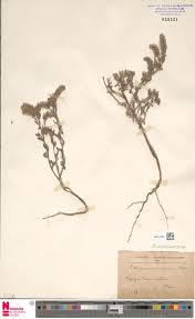 Image result for Leptactina involucrata