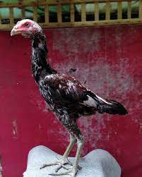 Warna ayam pamangon wido yang bagus. Kelebihan Kekurangan Dari Ayam Laga Mangon Super