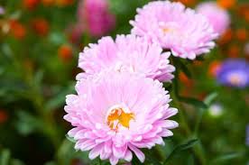 Image result for Asterochaete