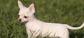 Perro Chihuahua Guia De Alimentacion Purina One Mini Perros Chihuahua Caracteristicas De Los Perros Perros
